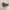 Cougar Cheetah Hair Claw Animal Hair Claw Leopard Hair Claw: Leopard